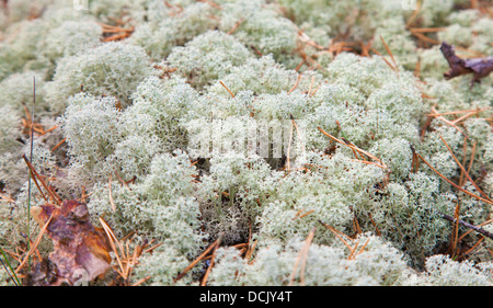 Nackground naturel de lichen des rennes sur le sol forestier Banque D'Images