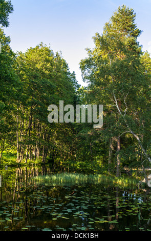 Un étang entouré d'arbres Banque D'Images