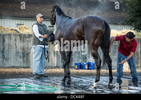 Le 4 août 2013. Saratoga Raceway, New York. Course de chevaux pur-sang lavé après exercices du matin à Washington la voie de formation. Banque D'Images