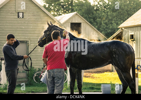 Le 4 août 2013. Saratoga Raceway, New York. Cheval de course pur-sang damées après exercices du matin à Washington la voie de formation. Banque D'Images