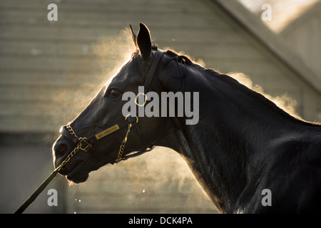 Le 4 août 2013. Saratoga Raceway, New York. Cheval de course pur-sang est soigné après exercices du matin à Washington la voie de formation. Banque D'Images