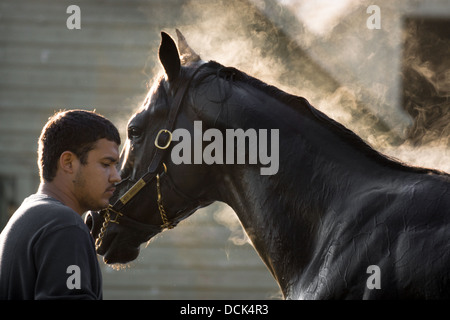 Le 4 août 2013. Saratoga Raceway, New York. Cheval de course pur-sang est soigné après exercices du matin à Washington la voie de formation. Banque D'Images