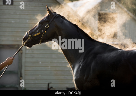 Le 4 août 2013. Saratoga Raceway, New York. Cheval de course pur-sang est soigné après exercices du matin à Washington la voie de formation. Banque D'Images