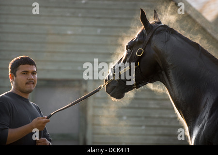 Le 4 août 2013. Saratoga Raceway, New York. Cheval de course pur-sang est soigné après exercices du matin à Washington la voie de formation. Banque D'Images