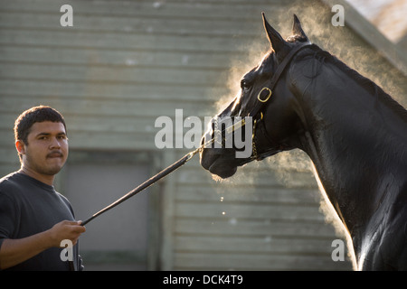 Le 4 août 2013. Saratoga Raceway, New York. Cheval de course pur-sang est soigné après exercices du matin à Washington la voie de formation. Banque D'Images