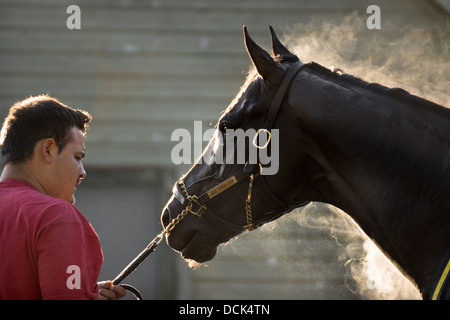 Le 4 août 2013. Saratoga Raceway, New York. Cheval de course pur-sang est soigné après exercices du matin à Washington la voie de formation. Banque D'Images