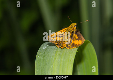 Papillon sur un brin d'herbe Banque D'Images