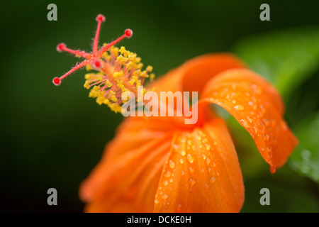 Close-up de Koki'o fleur Hibiscus arbuste endémique rare, Hawaiian Banque D'Images