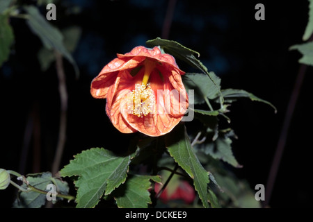 Lanterne chinois/ Chinese Bellflower- Abutilon hybrid-Malvalceae La Famille Banque D'Images