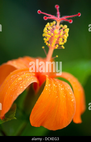 Close-up de Koki'o fleur Hibiscus arbuste endémique rare, Hawaiian Banque D'Images