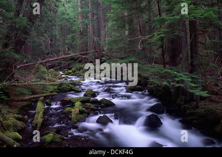 Pamelia Creek, Mt Jefferson Wilderness, forêt nationale de Willamette, Oregon Banque D'Images