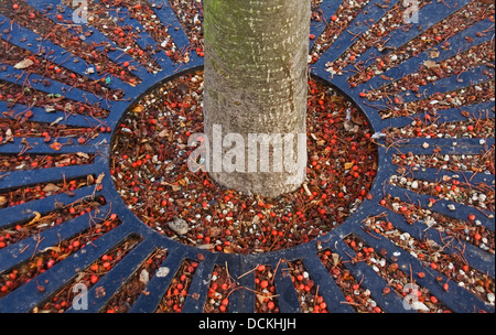 Fruits rouges, grille circulaire avec lignes rayonnantes, tronc d'arbre au milieu. Photo est de l'arbre, entouré de grille de protection. Banque D'Images