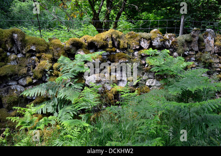 Muret de pierres sèches couvertes de mousse avec de la fougère à l'avant, Parc National de Lake District, Angleterre Banque D'Images