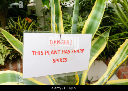 Panneau d'avertissement sur l'Agave americana Marginata qu'il a des pics soudains Banque D'Images