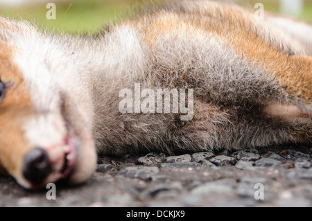 Dead fox roadkill sur une route rurale Banque D'Images