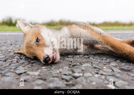 Dead fox roadkill sur une route rurale Banque D'Images