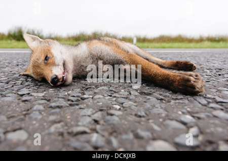 Dead fox roadkill sur une route rurale Banque D'Images