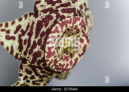 Blooming stapelia fleurs sur fond gris Banque D'Images