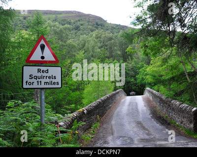 Signe de la route d'écureuils roux d'avertissement Banque D'Images