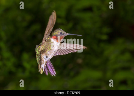 Homme colibri à gorge rubis (Archilochus colubris) voler. Banque D'Images