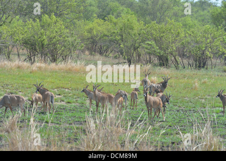 L'antilope rouanne (Hippotragus equinus) troupeau du parc national de la Pendjari - Bénin Banque D'Images