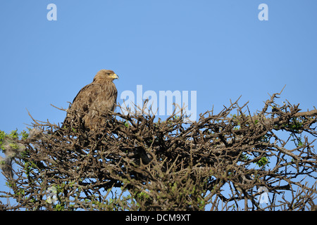 Aigle africain (Aquila rapax) perché sur le haut d'un arbre le Masai Mara au Kenya - Afrique de l'Est Banque D'Images