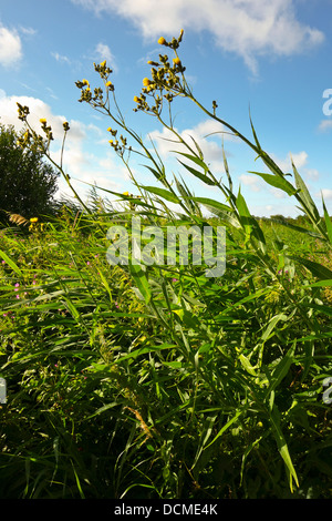 Le laiteron des champs Sonchus arvensis Banque D'Images