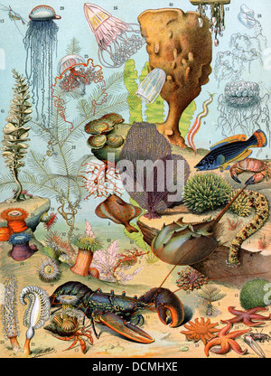 La vie sur le fond de la mer, y compris les crustacés et mollusques. Lithographie couleur Banque D'Images