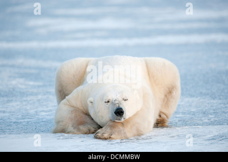 L'ours polaire (Ursus maritimus) couché et dormir sur la glace bleue, Churchill, Manitoba, Canada. Banque D'Images