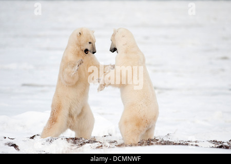 Deux ours polaires (Ursus maritimus) debout et faire semblant de se battre, de Churchill, de la baie d'Hudson, au Manitoba, Canada. Banque D'Images