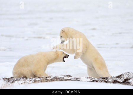 Deux ours polaires (Ursus maritimus) debout et faire semblant de se battre, de Churchill, de la baie d'Hudson, au Manitoba, Canada. Banque D'Images