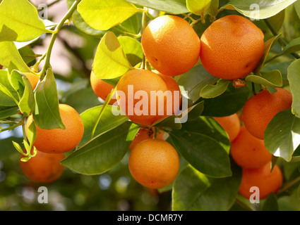 Calamondin Citrus madurensis, Orange, Rutacées. La Chine du Sud. Syn. Citrofortunella mitis, × Citrofortunella microcarpa. Banque D'Images