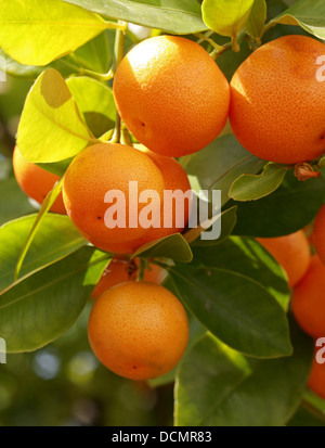 Calamondin Citrus madurensis, Orange, Rutacées. La Chine du Sud. Syn. Citrofortunella mitis, × Citrofortunella microcarpa. Banque D'Images