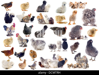 Groupe de poulet et le fichier sur un fond blanc Banque D'Images