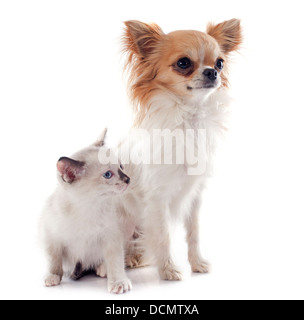 Chihuahua pure race avec chaton siamois in front of white background Banque D'Images