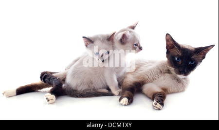 Portrait d'un chat siamois et chaton in front of white background Banque D'Images