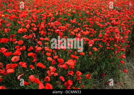 Poppies début d'aller à seed Banque D'Images