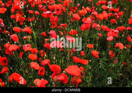 Poppies début d'aller à seed Banque D'Images