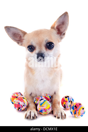 Portrait d'un mignon chiot chihuahua pure race et boules in front of white background Banque D'Images