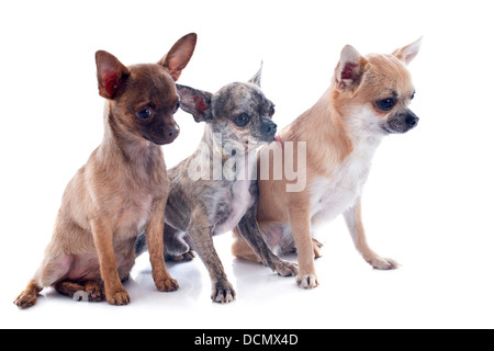 Portrait d'un trois chihuahuas in front of white background Banque D'Images