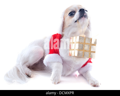 Santa Claus chihuahua in front of white background Banque D'Images