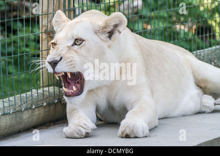 Roaring Lion Blanc femelle, cages dans le Zoo. Banque D'Images