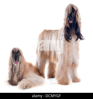 Chiens afghans in front of white background Banque D'Images