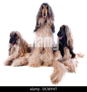 Chiens afghans in front of white background Banque D'Images