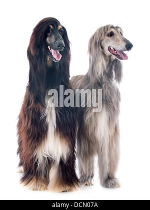 Chiens afghans in front of white background Banque D'Images