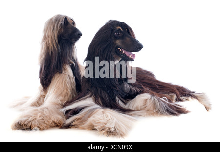 Chiens afghans in front of white background Banque D'Images