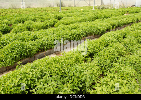 L'herbe douce. Le Stevia rebaudiana. Les émissions à Balaguer, Lleida, Catalogne, Espagne Banque D'Images