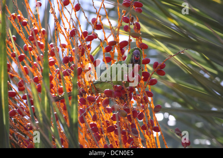 Perruche Rose se nourrit de fruits de palmier dans Gran Canaria Banque D'Images