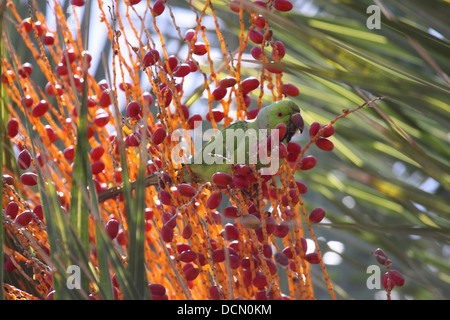 Perruche Rose se nourrit de fruits de palmier dans Gran Canaria Banque D'Images
