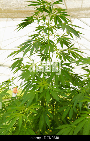 Cannabis sativa. Banque D'Images